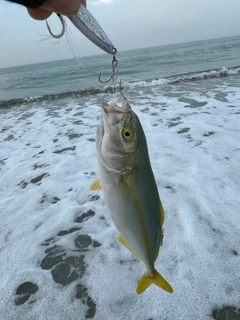 ワカナゴの釣果