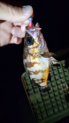 メバルの釣果