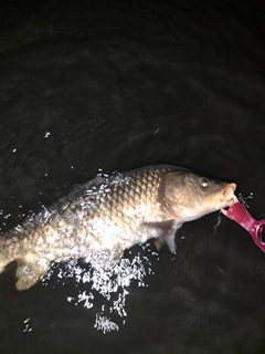 コイの釣果