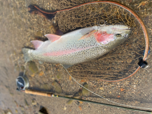 ニジマスの釣果