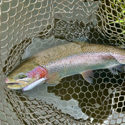 ニジマスの釣果