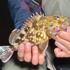 ガシラの釣果