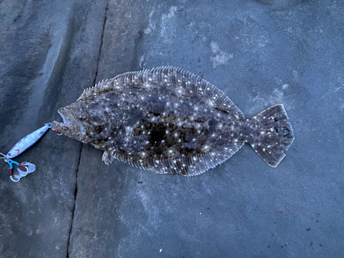 ヒラメの釣果