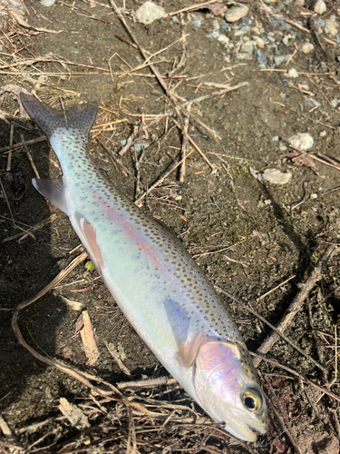 ニジマスの釣果