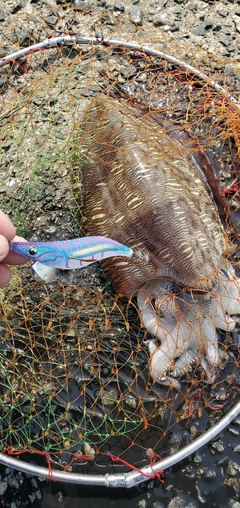 モンゴウイカの釣果