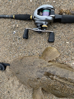 マゴチの釣果