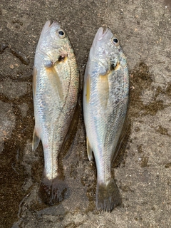 イシモチの釣果