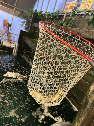 コイの釣果