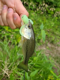 ラージマウスバスの釣果