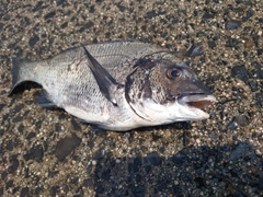 クロダイの釣果