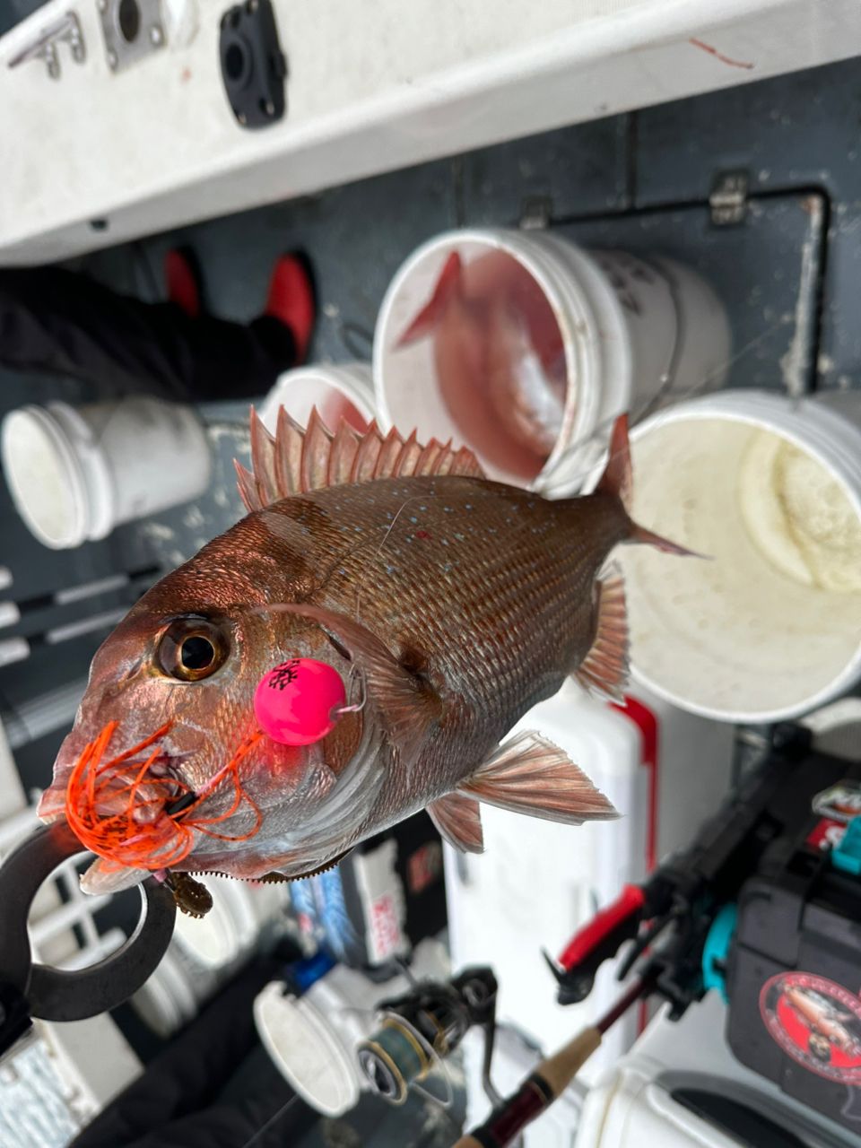 ClearBlue大好きさんの釣果 2枚目の画像