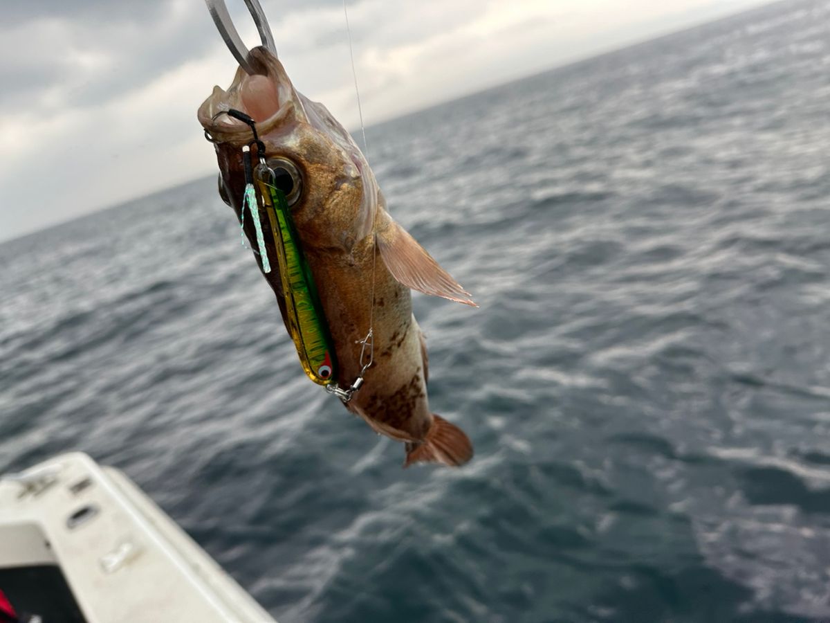 ClearBlue大好きさんの釣果 3枚目の画像