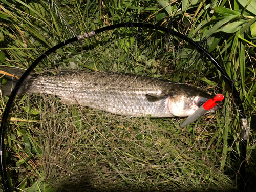 ボラの釣果