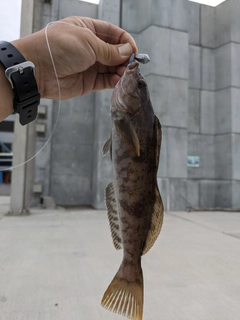 アイナメの釣果