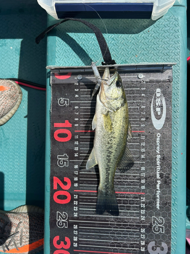 スモールマウスバスの釣果