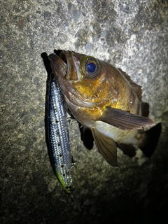 シロメバルの釣果