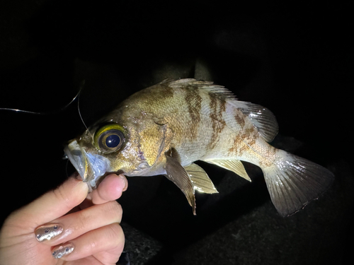 シロメバルの釣果