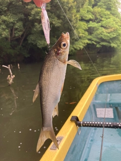 ワタカの釣果