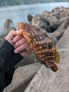 カサゴの釣果