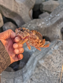 カサゴの釣果