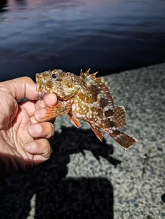 カサゴの釣果