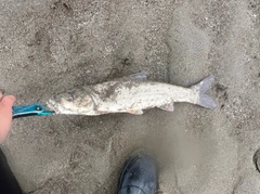 マルタウグイの釣果