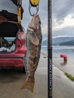 アイナメの釣果