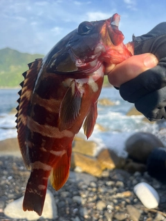 アカハタの釣果