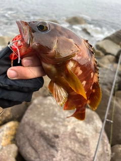 アカハタの釣果