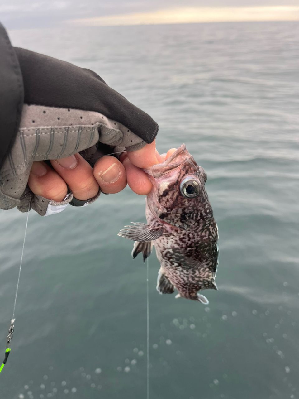 復活した釣り男さんの釣果 2枚目の画像