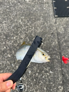 ショゴの釣果