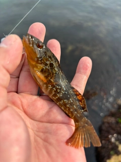 アイナメの釣果