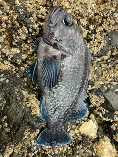 タケノコメバルの釣果