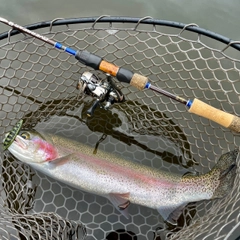 ニジマスの釣果