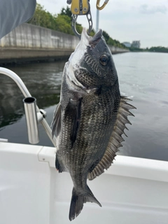 チヌの釣果