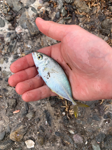 シマアジの釣果