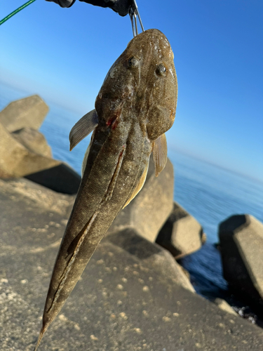 マゴチの釣果