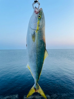 イナダの釣果