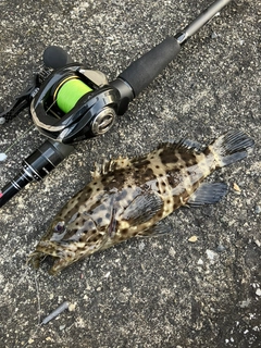 ヤイトハタの釣果