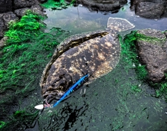 ヒラメの釣果