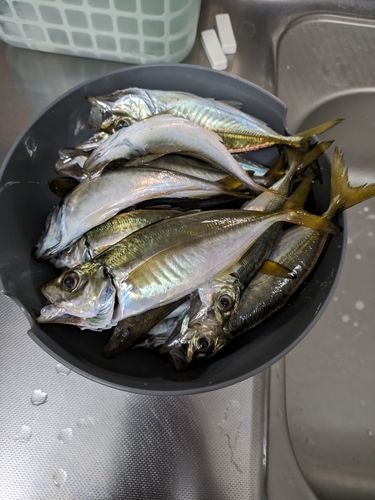 釣果