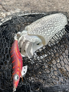 シリヤケイカの釣果