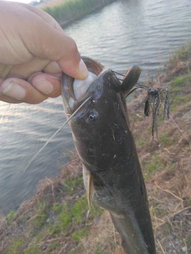 ナマズの釣果