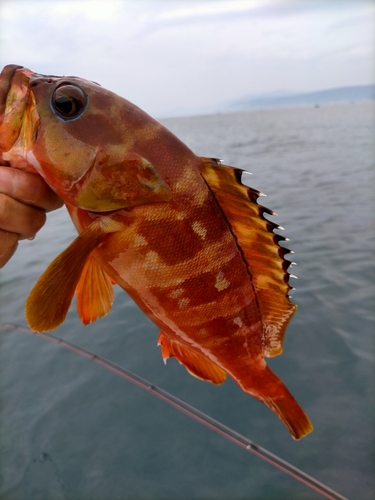 アカハタの釣果