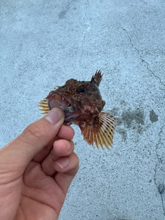 マアナゴの釣果