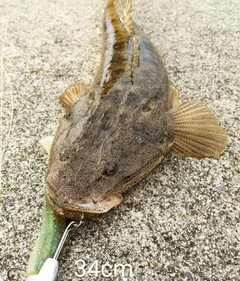 マゴチの釣果