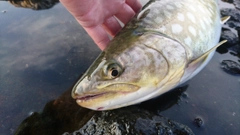 アメマスの釣果