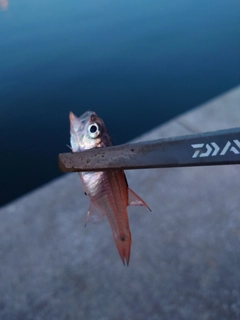 ネンブツダイの釣果