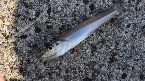 シロギスの釣果