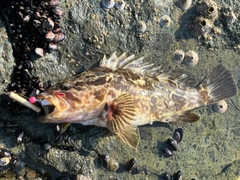 ベッコウゾイの釣果